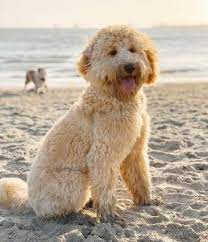 He was herding the fawn back to shore. Doodle Rescues In California Top 4 Adoptions 2021 We Love Doodles