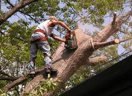 Everything ive read says if you have residential trees you lost, that you had to pay money to have removed and hauled away from a hurricane the the $$ spent to do this can be deducted , is that not true now? Spring Tree Service Tree Removal Trimming Cutting Arborist Services In Spring Tx