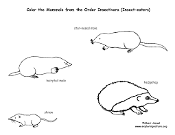 100% free animal coloring pages. Moles Shrews Hedgehogs Order Insectivores Coloring Page