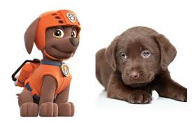 Which Member Of The Paw Patrol Is Right For Your Family Petguide Dog Friends Paw Patrol Popular Dog