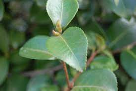 Check spelling or type a new query. Sasanqua Camellia Landscape Architect S Pages