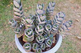 Image result for Crassula alticola