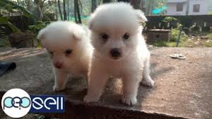 Check spelling or type a new query. Cute White Teacup Pomeranian Price In Kolkata L2sanpiero