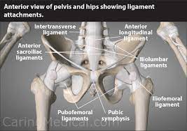 Learn about pelvis anatomy ligaments with free interactive flashcards. Iliolumbar Ligament Injury Iliolumbar Syndrome Iliac Crest Pain Syndrome Caring Medical Florida