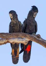 Just like the gentle rain sprinkles the land with tiny droplets of life, she sprinkles her magical. Hidden In Plain Sight Introducing The New Subspecies Of Red Tailed Black Cockatoo The Australian Museum Blog