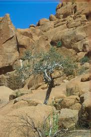 Image result for Boscia albitrunca