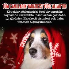 Kopekler Gozlerindeki Ozel Bir Yaratilis Sayesinde Karanlikta Insanlardan Cok Daha Iyi Gorurler Hareketli Cisimleri Cok Daha Uzaktan Algilayabilir Dogs Animals