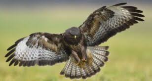 Pedro Afonso, autor em Apfalcoaria.org