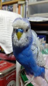 アイ姉さん(aineesan25) on X: 今日の梵梵(ぼんぼん)と天天(てんてん) セキセイインコ 梵天羽衣セキセイインコ 梵天セキセイ インコ 梵天羽衣 ダブルファクタースパングルホワイト budgie budgerigar parakeet 虎皮鸚鵡  t.cou5YBa5nvE6  X