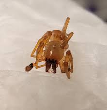 Image result for yellow sac spider bite skin