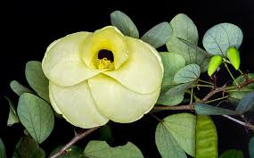 Image result for Bauhinia tomentosa
