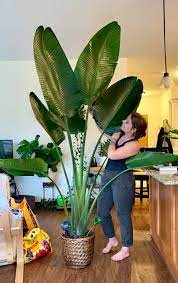 A bird of paradise can reach a height of 5 feet. Repotted My Bird Of Paradise From This Tiny Pot Thank You To My Husband For Providing The Muscles Houseplants