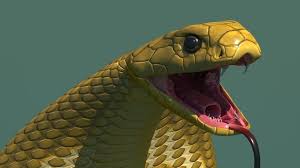 3d Model Cobra Snake 3d Model Cobra Snake Snake Animal Bites