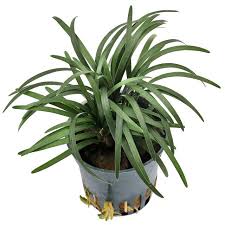 Image result for Ophiopogon