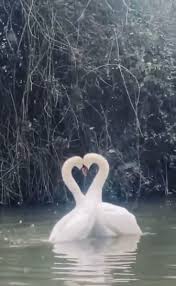 Norma Stratton (norma_stratton)