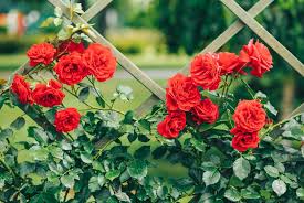 What flowers go with roses in a garden. How To Grow Climbing Roses In Your Garden Garden Design