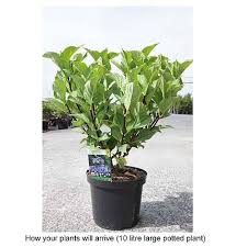 Image result for Ozoroa macrophylla