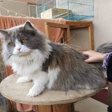 Kucing persia dengan jenis solid colors adalah kucing yang memiliki satu warna untuk tubuhnya yang biasanya berwarna hitam, biru, merah, putih, krem, ungu dan coklat. Kucing Hitam Home Facebook