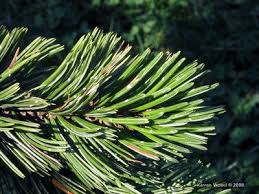 Image result for Pearsonia aristata