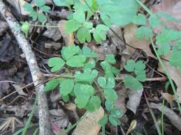 Image result for Isopyrum nipponicum