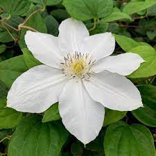 We did not find results for: Numaonline Clematis Marie Boisselot