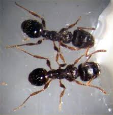 During this inspection, the technician will pinpoint areas of pest activity and provide you with a fully customized plan to treat and eliminate entry points and nests. Commercial Ant Control Treatment Clark Pest Control