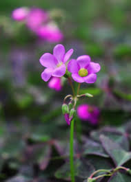 Image result for Oxalis latifolia