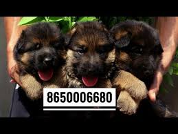 German shepherd puppies for sale in patna. German Shepherd Long Coat Puppies For Sale 8650006680 Dehradun Patna Delhi Lucknow Ranchi Haldwani By Rohit