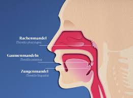 Mandelentzundung So Entsteht Eine Tonsillitis Vigo