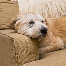 Behavior Problems In Older Dogs Aspca