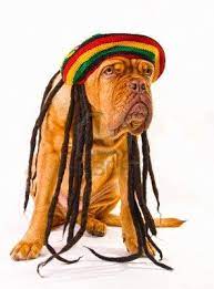 Funny Dog In Rastafarian Hat With Dreadlocks Love Pet Funny Dogs Cute Animals