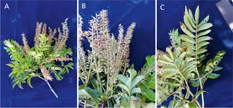 Image result for Cunoniaceae