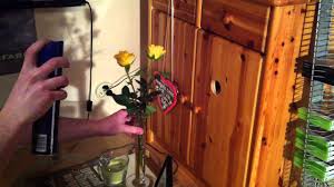 Eine rose ersetzt somit rund 156 normale rosen. Rosen Haltbar Machen Mit Haarspray Blumen Haltbar Machen So Geht S Youtube