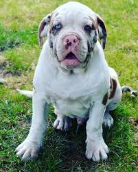 Browse and find alapaha blue blood bulldog puppies today, on the uk's leading dog only classifieds site. Alapaha Blue Blood Bulldog The Excellent Guard Dog Breed American Bully Daily