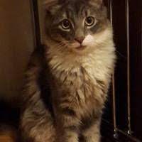 ucretsiz kedi sahiplendirme ilanlari kedi kopek yavru kediler