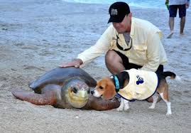 Wildlife Wednesday Meet Captain Ron A Sea Turtle Egg Detection Dog Detection Dogs Beagle Tortoise As Pets