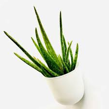 Wholesale flower pots, planters, & containers. V Pot Single Vertical Wall Pot Planter White Brookside Nursery