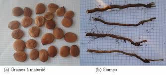 Image result for Isoberlinia