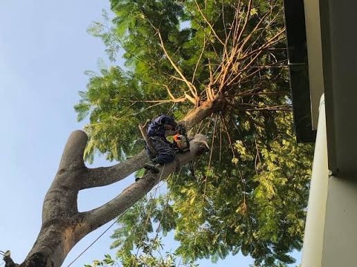 Dịch vụ cắt tỉa cây xanh