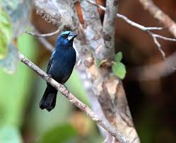 Canto Do Tui Tui Zero Zero Foto Azulao Da Amazonia Cyanoloxia Rothschildii Por Anselmo D Affonseca Passaros Brasileiros Aves Do Brasil Passaros Silvestres