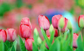 The saffron crocus is a valuable flower not for its beauty, but because it has saffron, one of the most expensive spices in the world. Top 10 Most Beautiful Flowers In The World Wonderslist