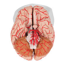 There are 37 artery diagram for sale on etsy, and they cost 30,26 $ on average. Anatomical Teaching Models Plastic Human Brain Models Brain With Arteries