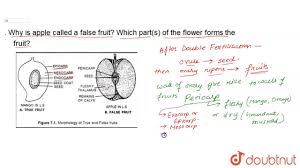 Fruits and seeds develop from flowers after completion of two processes namely pollination and fertilization. Why Is Apple Called A False Fruit Which Part S Of The Flower Forms The Fruit Youtube