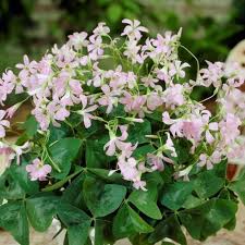 Image result for Oxalis procumbens