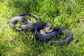 Common treatments for venomous black snake bites often include wrapping an elastic cloth bandage around the bitten limb. Black Rat Snake Chesapeake Bay Program