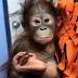 ZooAtlantawelcomes infant Bornean Orangutan
