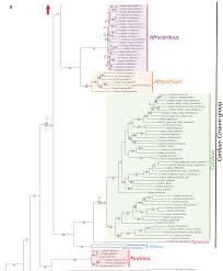 Image result for Cirsium  buchwaldii