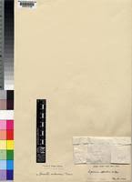 Image result for Dissotis irvingiana