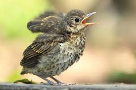 Il a déjà des plumes, je pense que dans quelques jours il pourra voler, s'il. Oiseau En Detresse Oiseaux Et Papillons Au Jardin