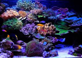 Photo By Tony Vargas Saltwater Fish Tanks Marine Fish Tanks Reef Tank Aquascaping